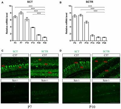 Secretin Modulates the Postnatal Development of Mouse Cerebellar Cortex Via PKA- and ERK-dependent Pathways